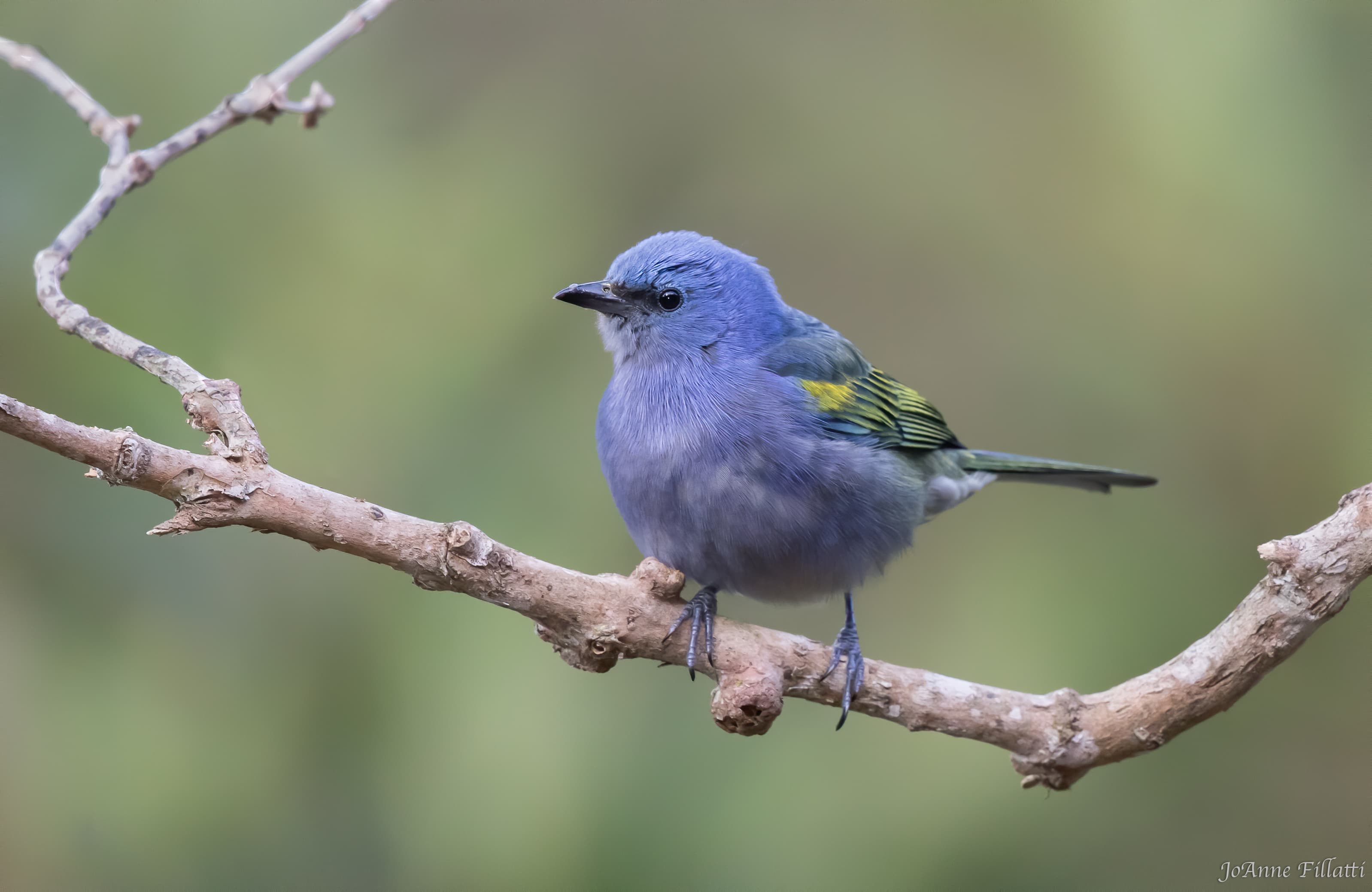 bird of brazil image 10